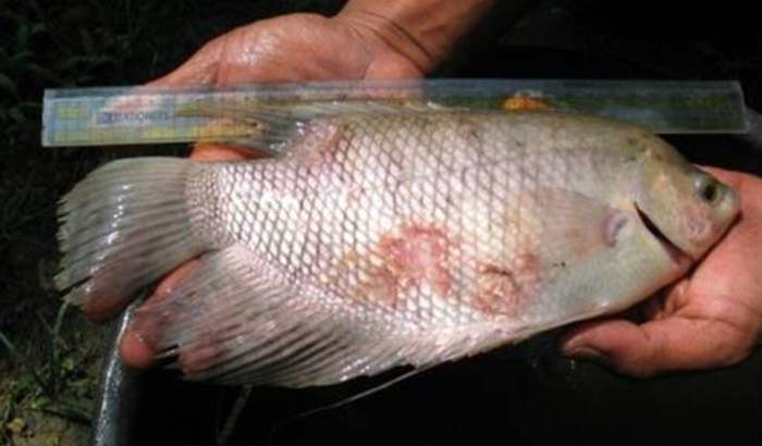 Hama pengganggu ikan gurame