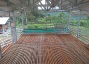 Kandang Kambing Etawa Modern