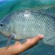 Keuntungan ternak ikan nila