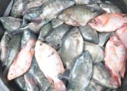Cara Ternak Ikan Nila