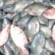 Ternak Ikan Nila Mulai dari Persiapan Hingga Pemeliharaan