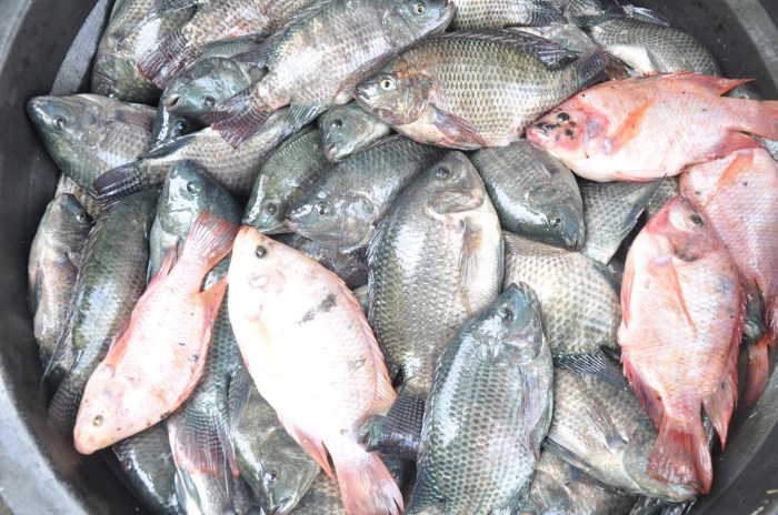 Ternak Ikan Nila Mulai dari Persiapan Hingga Pemeliharaan Ternak Ikan Nila Mulai dari Persiapan Hingga Pemeliharaan