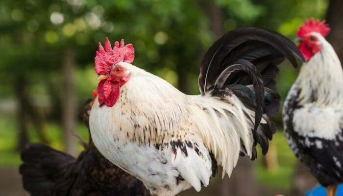 Vitamin Untuk Ayam Kampung