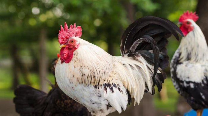 Panduan Beternak Ayam Kampung