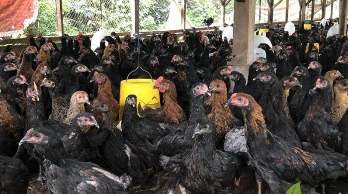 Penyakit ayam kampung dan obatnya