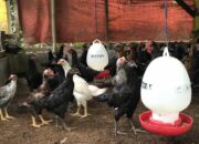 Cegah Kematian Ayam Kampung