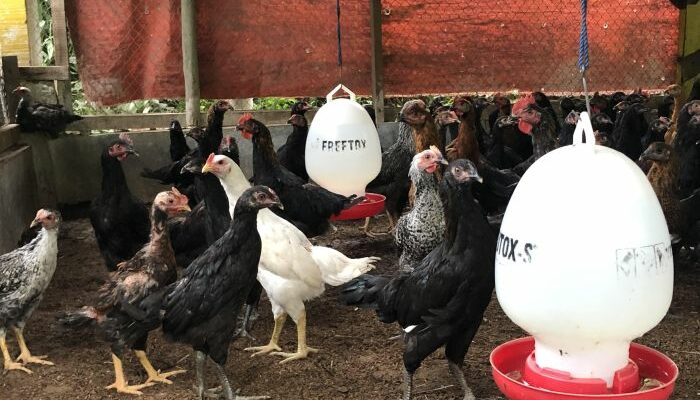 Cegah Kematian Ayam Kampung