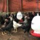 Cegah kematian ayam kampung