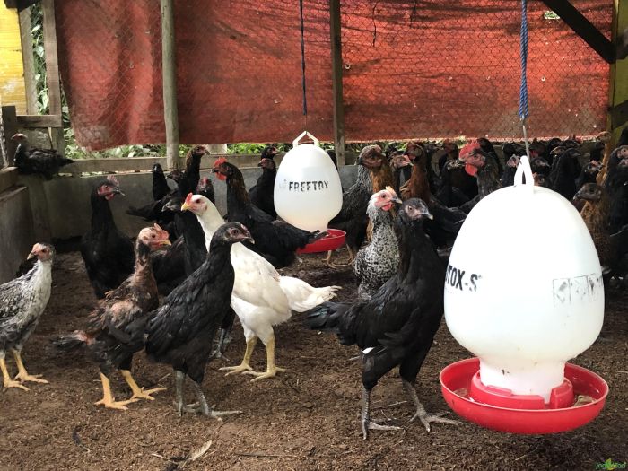 Cegah kematian ayam kampung