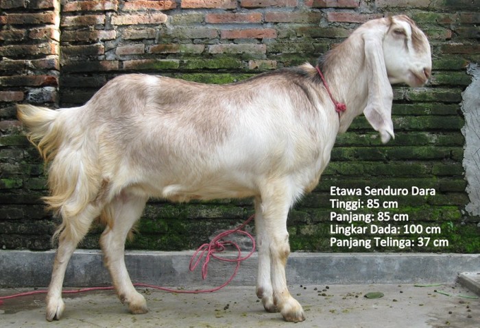 Senduro etawa kambing perah jual laktasi Senduro etawa kambing perah jual laktasi