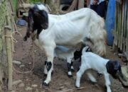 Kambing Etawa Dan Agroedukasi
