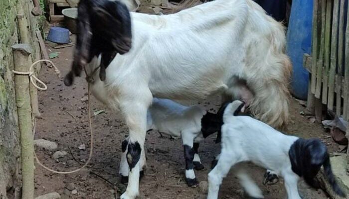 Kambing Etawa Dan Agroedukasi