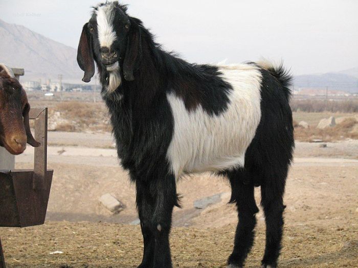 Jenis kambing etawa unggul
