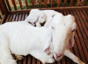 Kambing Etawa Cepat Panen