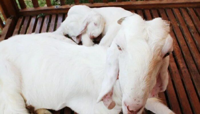 Kambing Etawa Cepat Panen