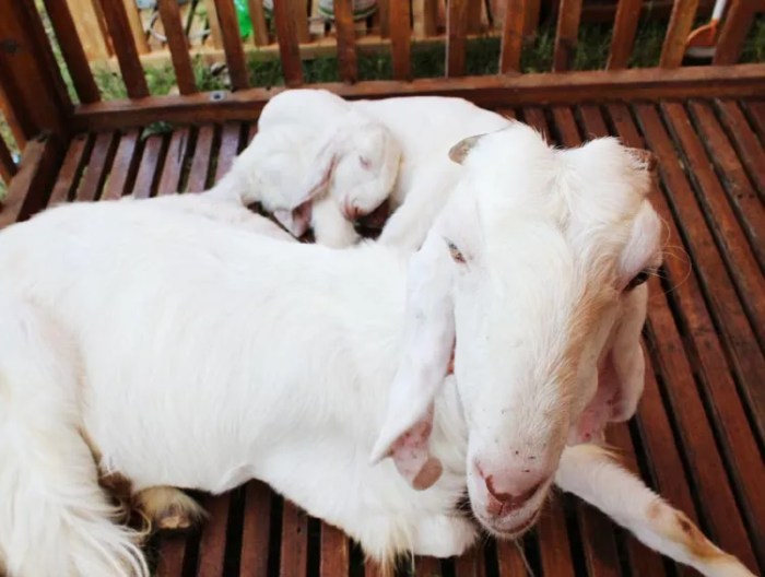 Kambing Etawa Dan Agroedukasi