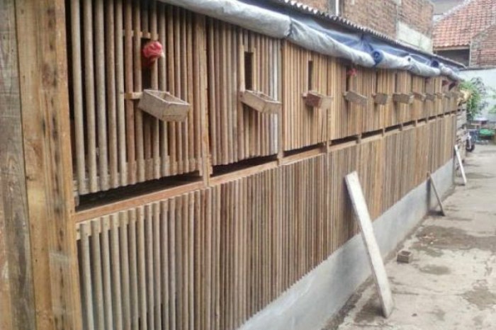 Kandang ayam bangkok minimalis