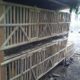 Bahan membuat kandang ayam kampung