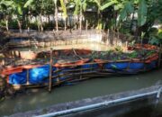 Esain Kolam Ikan Gurame
