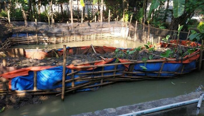 Esain Kolam Ikan Gurame