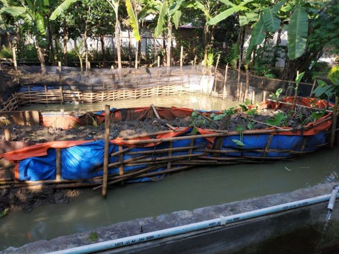 Esain kolam ikan gurame