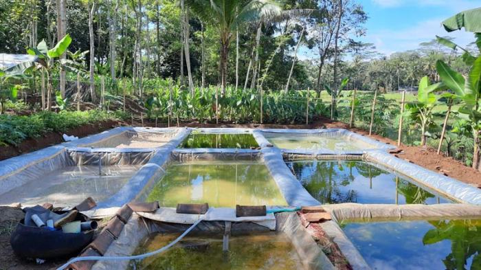 Ukuran kolam ideal untuk gurame