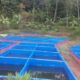 Cara budidaya gurame di kolam terpal