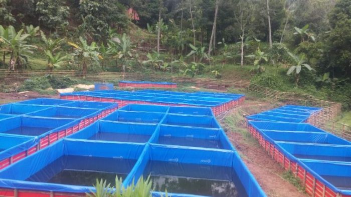 Cara budidaya gurame di kolam terpal