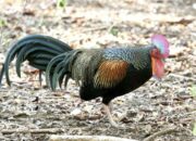 Mitos Dan Fakta Ayam Hutan