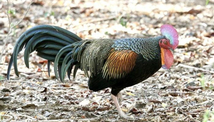 Mitos Dan Fakta Ayam Hutan