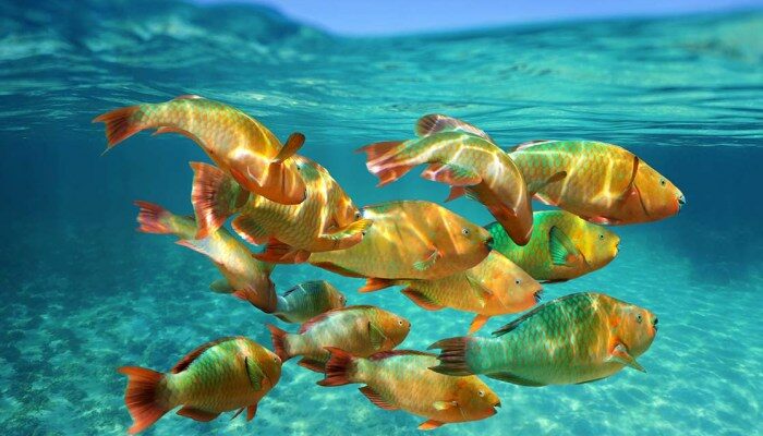 Ciri-Ciri Nila Sehat