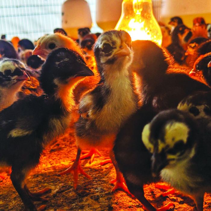 Ayam kampung petelur