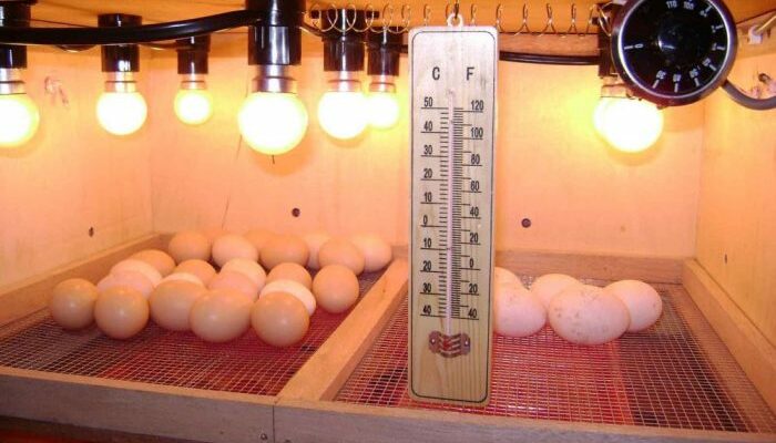 Menetaskan Telur Ayam Kampung