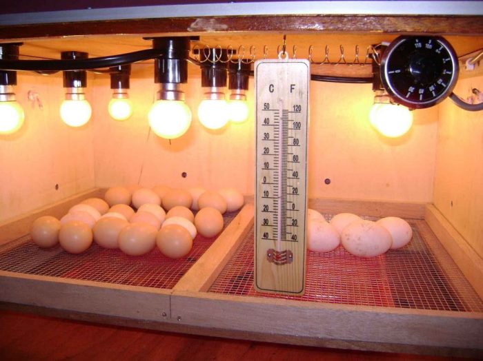 Menetaskan telur ayam kampung