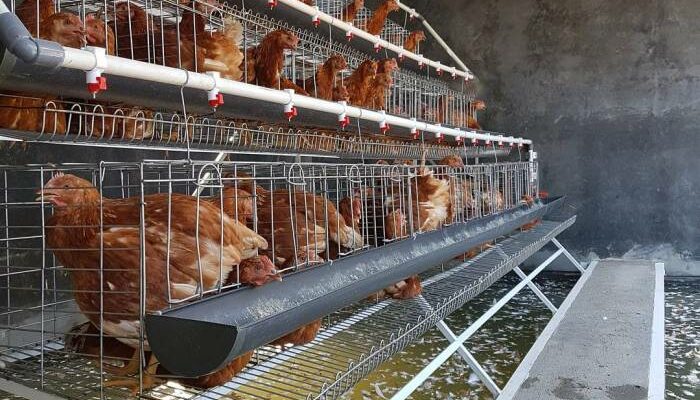 Sistem Kandang Ayam Kampung Modern