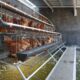 Desain kandang ayam kampung sederhana