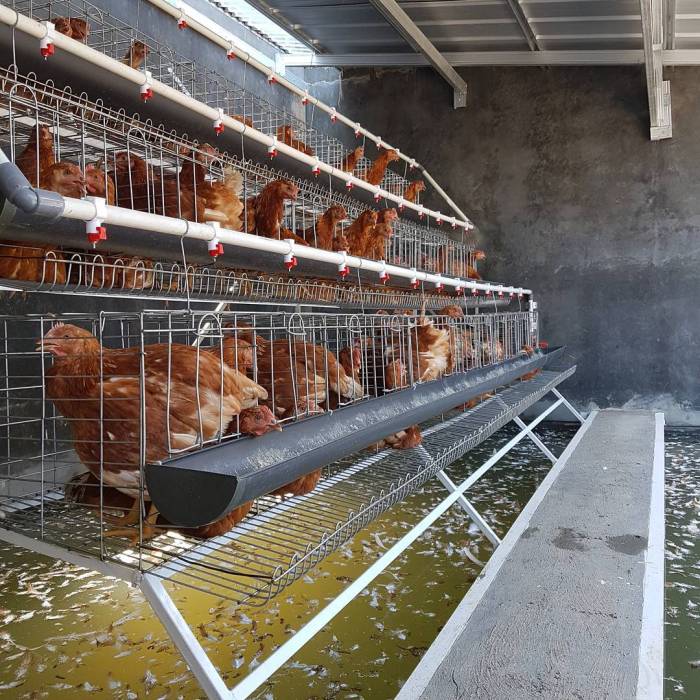 Desain kandang ayam kampung sederhana