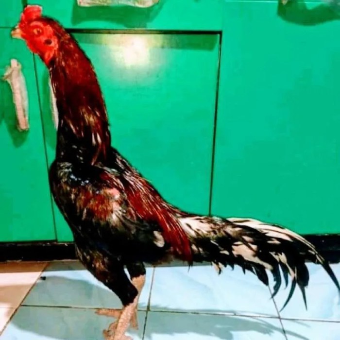 Ayam bangkok ciri juara tangguh bermental ternak petarung gajah disimpan