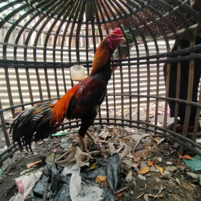 Peluang usaha ayam bangkok