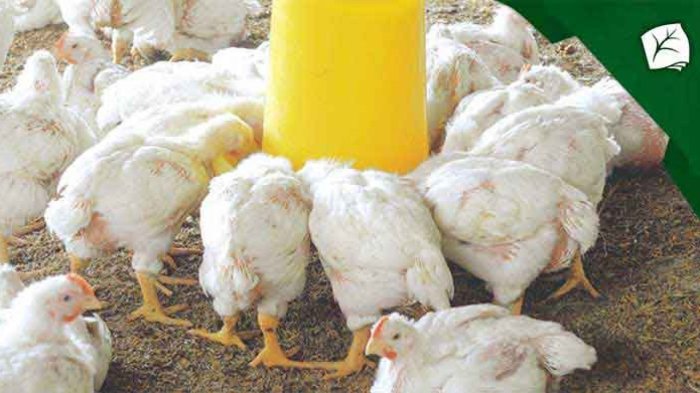 Panduan Lengkap Ayam Broiler 2025