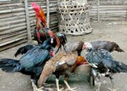 Racikan Pakan Ayam Kampung Sendiri