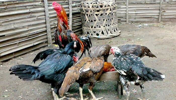 Racikan Pakan Ayam Kampung Sendiri