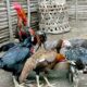 Racikan pakan ayam kampung sendiri
