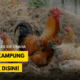 Ayam kampung intensif usaha peluang hidayat secara melirik fachrul ternak