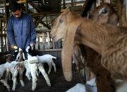 Budidaya Kambing Etawa Ramah Lingkungan