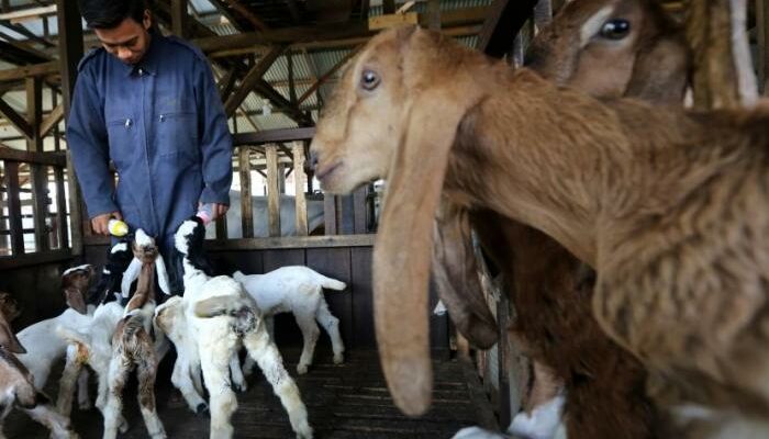Budidaya Kambing Etawa Ramah Lingkungan