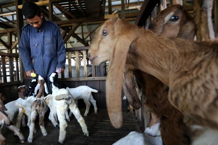 Kambing etawa asli arti genetika jamnapari yang ciri beberapa bukan namun ada mendefinisikan referensi pandangan berusaha peternak Kambing etawa asli arti genetika jamnapari yang ciri beberapa bukan namun ada mendefinisikan referensi pandangan berusaha peternak