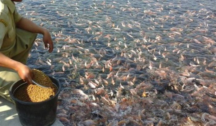 Cara Ternak Ikan Nila