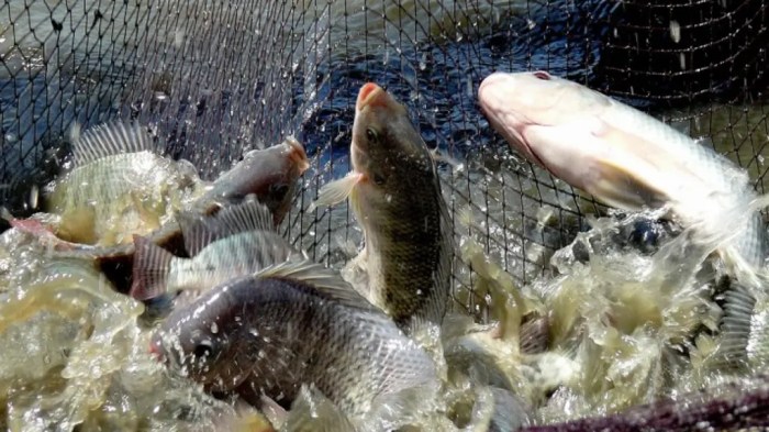 Cara Ternak Ikan Nila