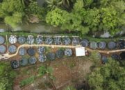 Pasar Ikan Nila Terdekat
